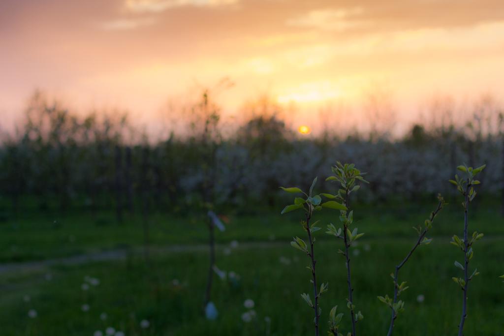 Cascina Delle Mele Bed & Breakfast Vittuone Luaran gambar